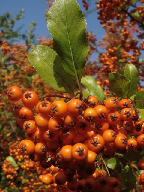 Pyracantha crenulata 'Rodgersiana' fruit
